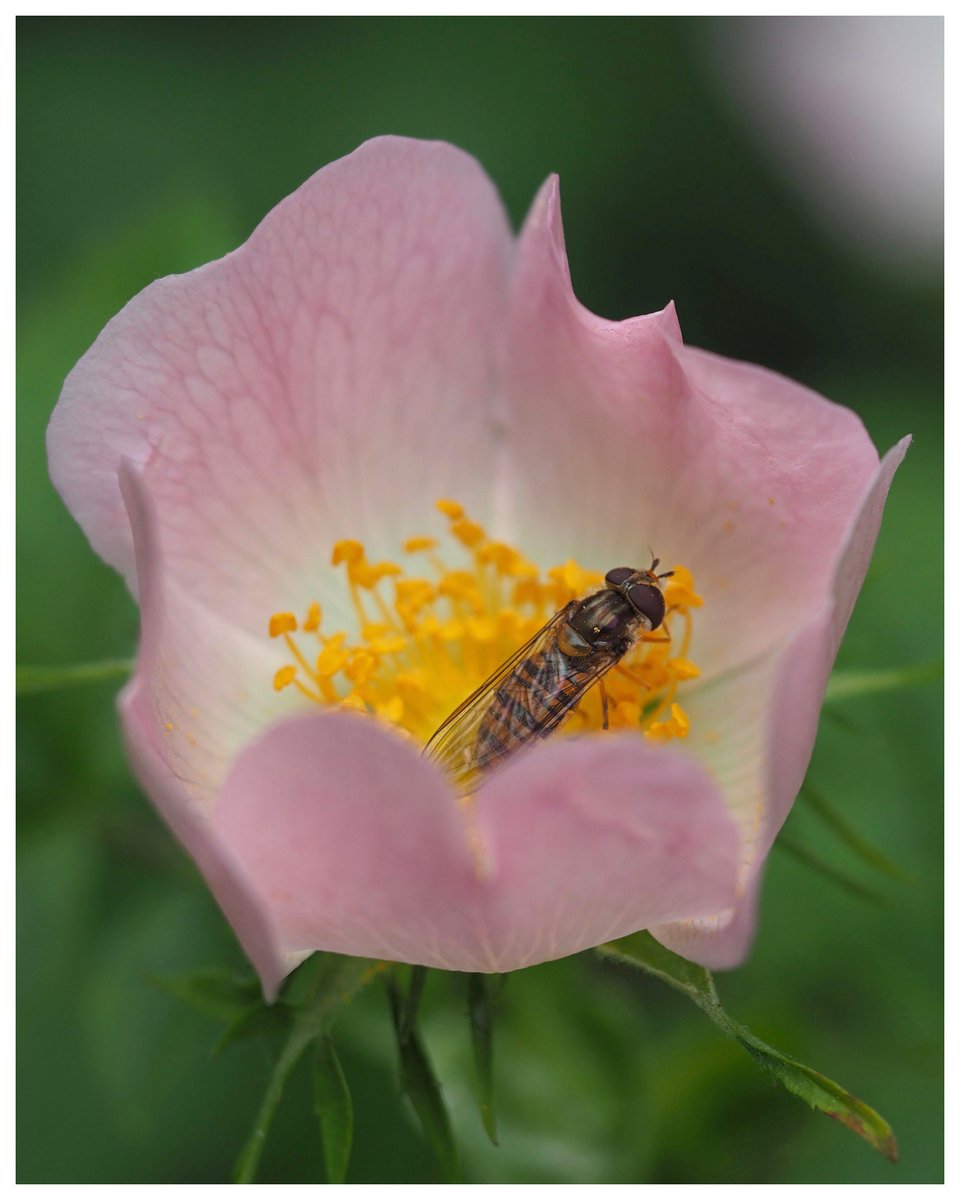 Female Marmalade hoverfly in a Dog rose. #WildWebsWednesday