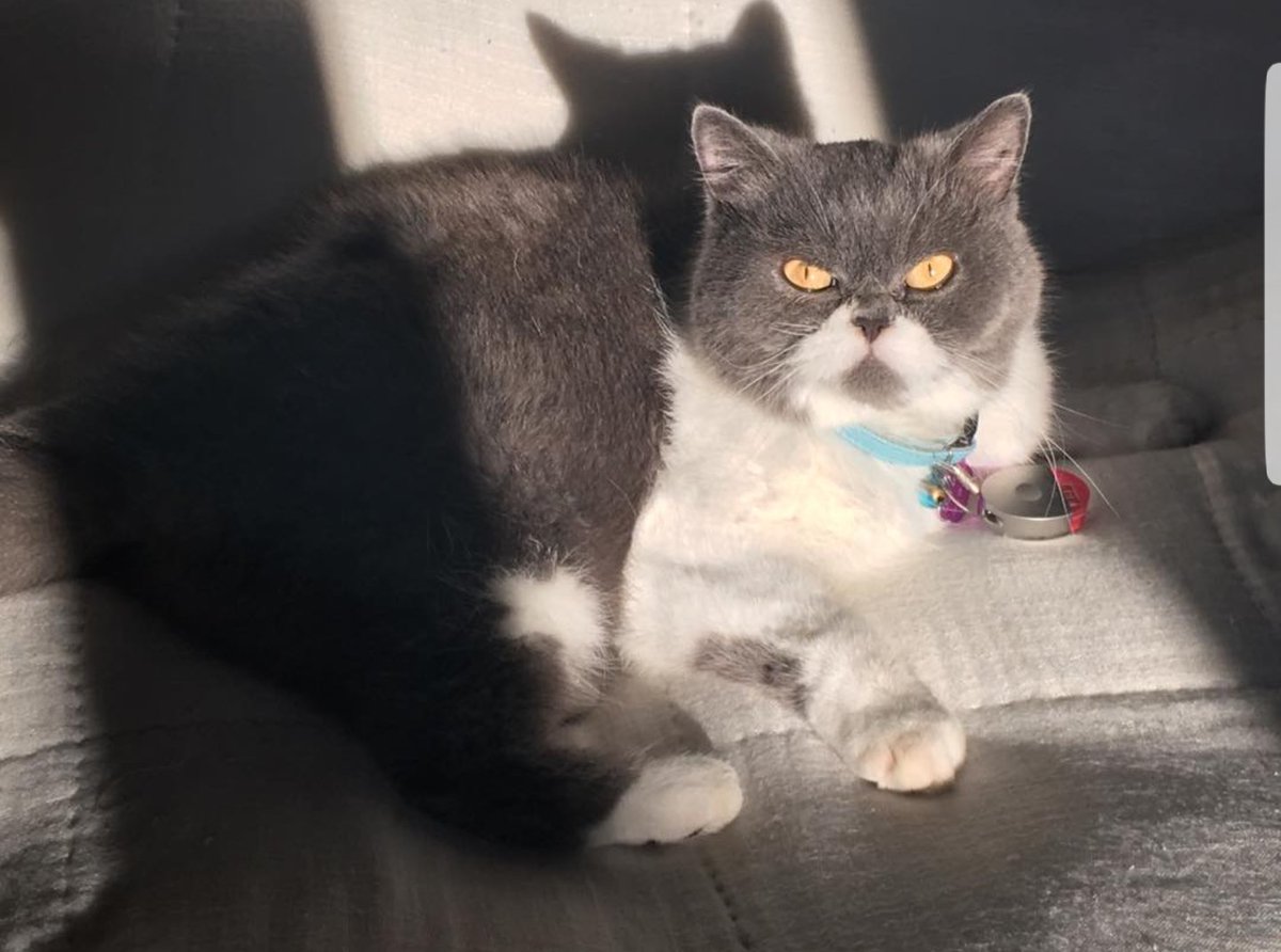 JusteLechat's tweet image. 