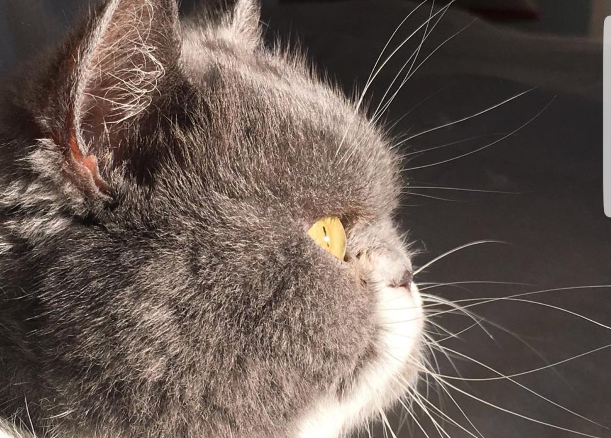 JusteLechat's tweet image. 