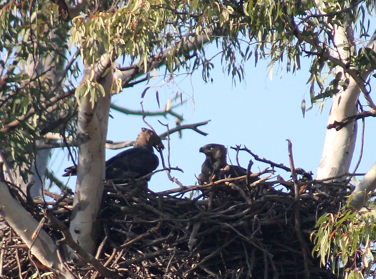 StraussRocco's tweet photo. Crowned Eagle pair rearranging the nest early in the morning. https://t.co/QHjK0Q6kxf