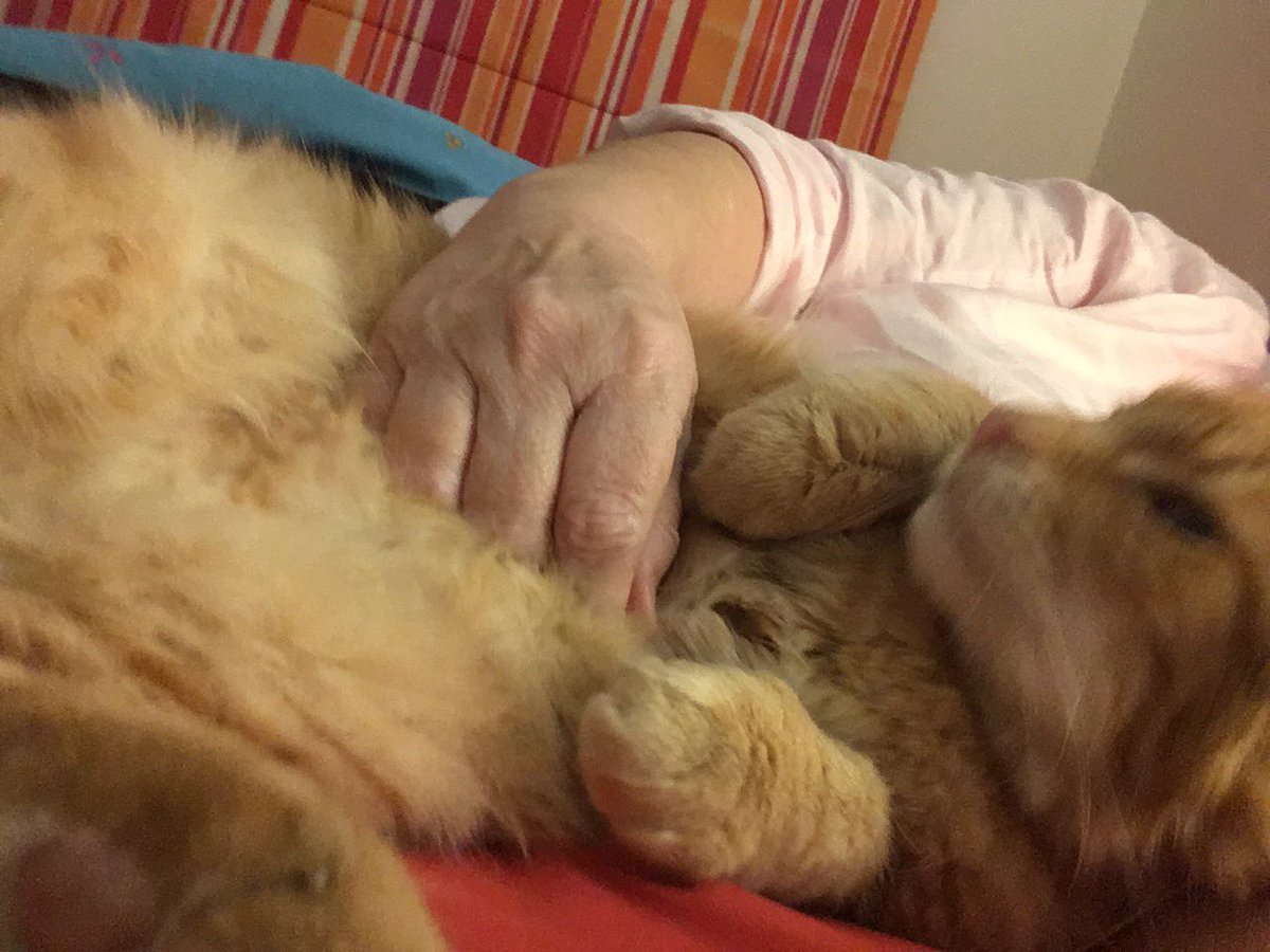 FelineGourmet's tweet photo. Never too many hugs π§‘
#GingerGoodness
#HugYourCatDay
#catsoftwitter https://t.co/udBv42OBmC