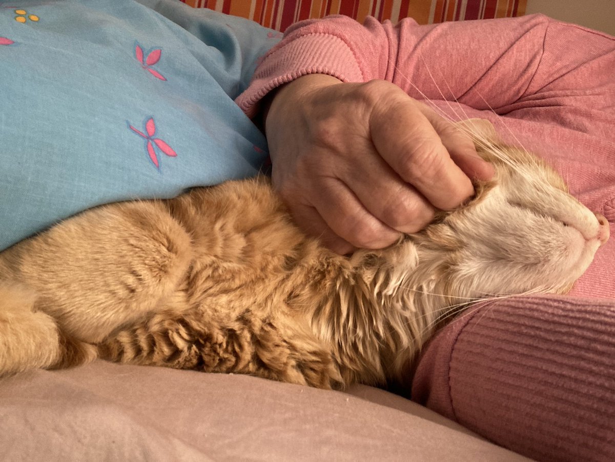 FelineGourmet's tweet photo. Never too many hugs π§‘
#GingerGoodness
#HugYourCatDay
#catsoftwitter https://t.co/udBv42OBmC