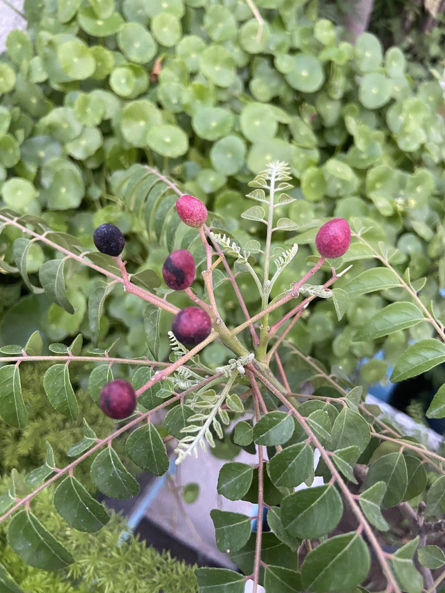 TaraMahakaal's tweet image. The fruit of Murraya Koenigii( curry tree) ⁦@mathilebrandts⁩ 
I love the colour. #currytree #terrace #garden #nature