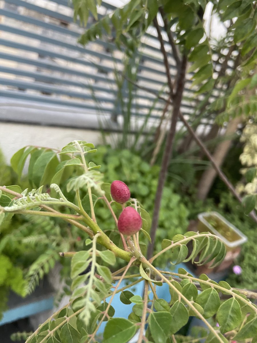 TaraMahakaal's tweet image. The fruit of Murraya Koenigii( curry tree) ⁦@mathilebrandts⁩ 
I love the colour. #currytree #terrace #garden #nature