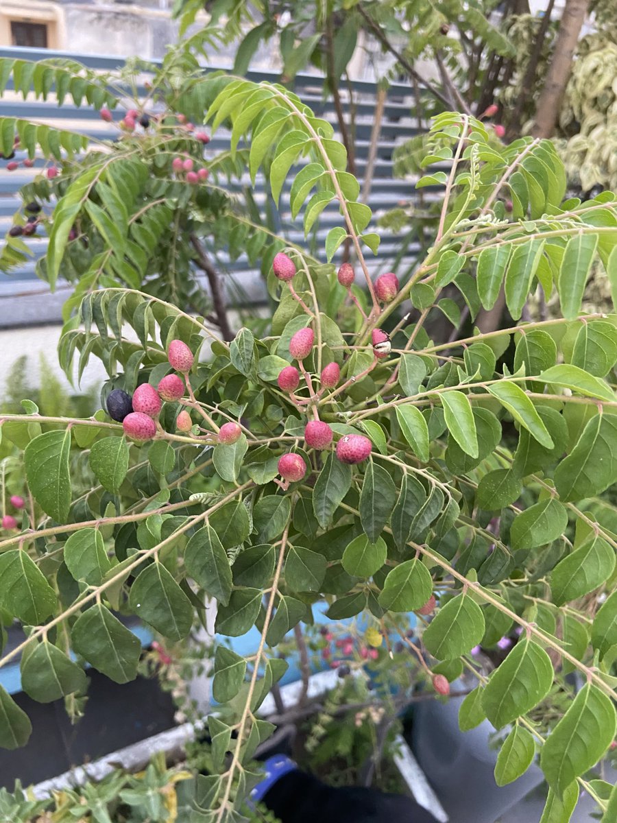 TaraMahakaal's tweet image. The fruit of Murraya Koenigii( curry tree) ⁦@mathilebrandts⁩ 
I love the colour. #currytree #terrace #garden #nature