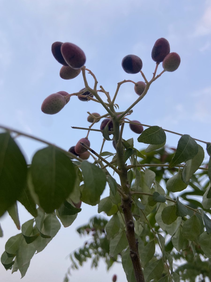 TaraMahakaal's tweet image. The fruit of Murraya Koenigii( curry tree) ⁦@mathilebrandts⁩ 
I love the colour. #currytree #terrace #garden #nature