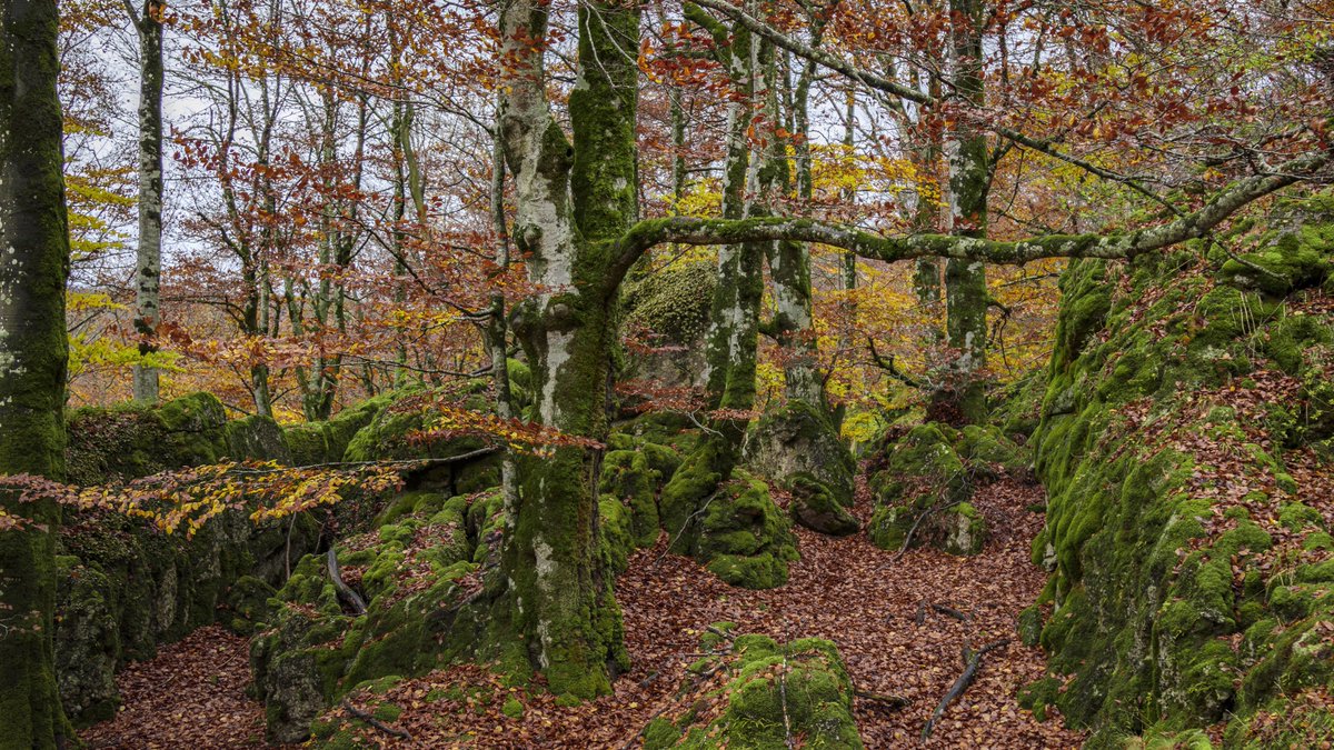 Turismo Navarra on Twitter "📍 El bosque encantado de Urbasa, Navarra