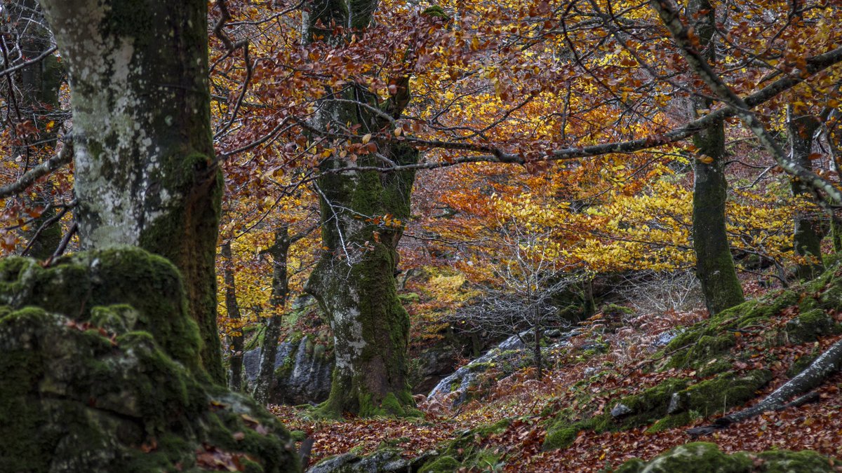 Turismo Navarra on Twitter "📍 El bosque encantado de Urbasa, Navarra
