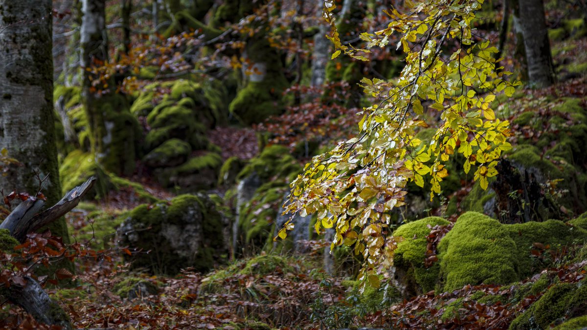 Turismo Navarra on Twitter "📍 El bosque encantado de Urbasa, Navarra