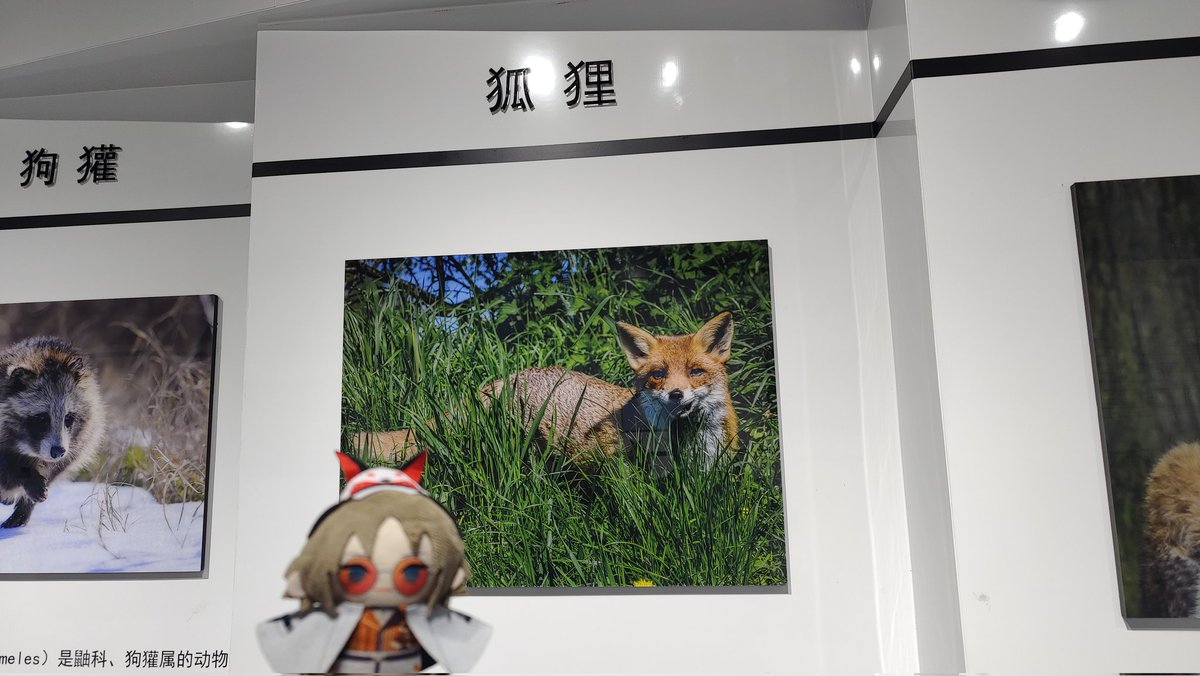 Lychee40404's tweet photo. 🏁吉林——珲春——防川
［虽然物种有变，但是还是下意识和🦊合照了］ https://t.co/g5benOEuXs