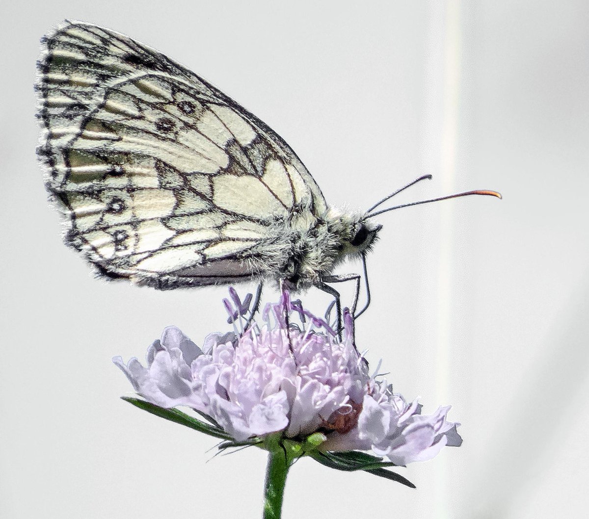 Somerset Butterfly Recorder tweet media