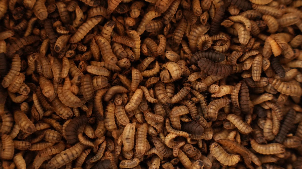 UNDP_India's tweet photo. Ever heard of the Black Soldier Fly (BSF)🪰?

This amazing creature can decompose household solid waste into protein &amp; manure! 

Read how entrepreneurs in #Nagaland are using them to create environmentally sustainable methods for managing organic waste: https://t.co/niMiGWDiHz. https://t.co/e21OZOmkQe