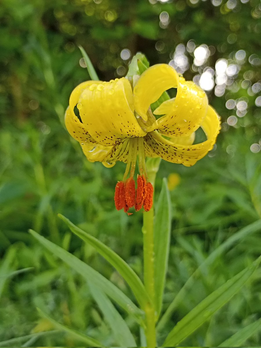 Garraldatik's tweet photo. Pequeña muestra de #flora en #aezkoa #pirineo #navarra . Flora-lagin txikia https://t.co/WGZXPXh7bh