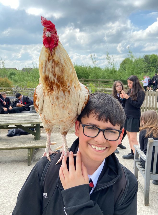Carrying on the tradition started by our much remembered cockerel Dennis, Chilli the hen now enjoys sitting on learners' shoulders. Dylan can confirm his spurs are sharp! 😲 #LadybridgeLearners #LadybridgeFarm