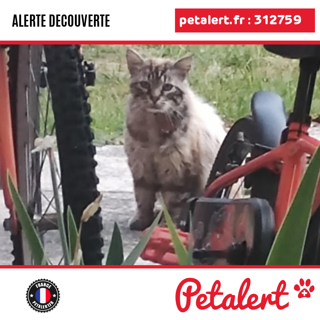 petalert_france's tweet photo. Trouvé #Chat #Landes #ParentisEnBorn #Petalert #PetAlert40 / https://t.co/IRygCWmemd https://t.co/9YZeYE3qqS