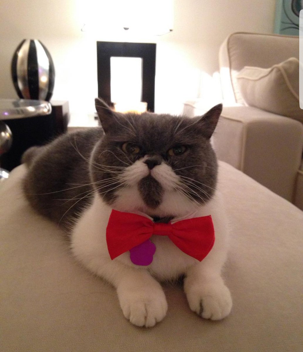 JusteLechat's tweet image. 