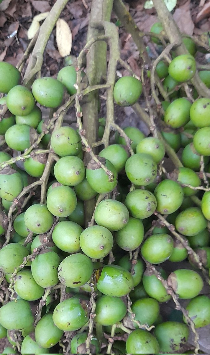 tongamp_g's tweet photo. Not real, #bushnut wild #buai😀🇵🇬 https://t.co/uWXxt8K4OC