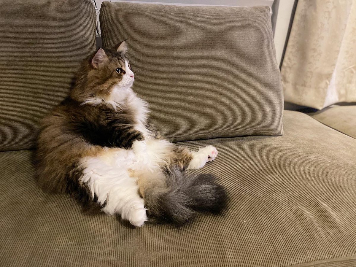 ikm_so's tweet photo. たまに自分が
猫だということを
忘れてしまう
コーラさん

#猫がいる幸せ 
#猫かわいい
#おじさん？ https://t.co/b9cbydsaIN