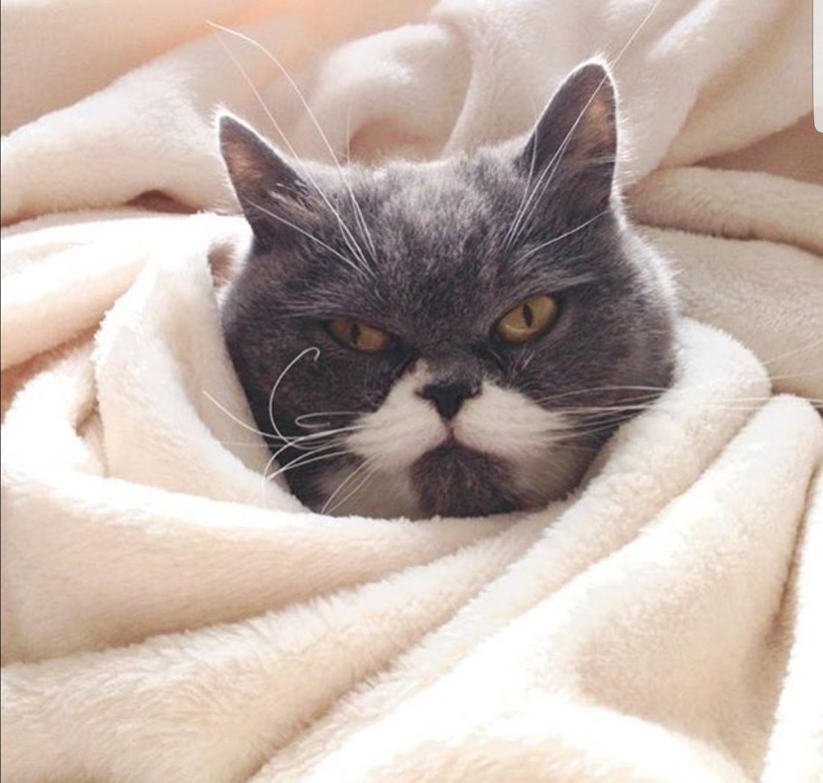 JusteLechat's tweet image. 