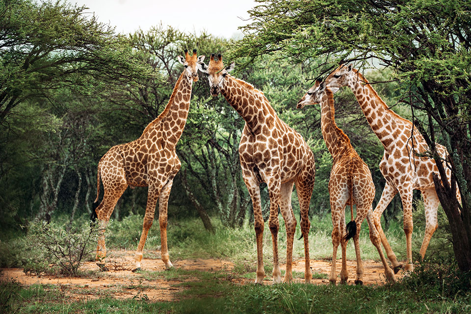 🦒 Giraffes are often seen while out enjoying our private game drives. They are an iconic part of the African landscape. 

#gamedrive #safari #wildlife #africa #wildlifephotography #nature #southafrica #travel #animals #adventure #africansafari #luxurylodge #luxurytravel