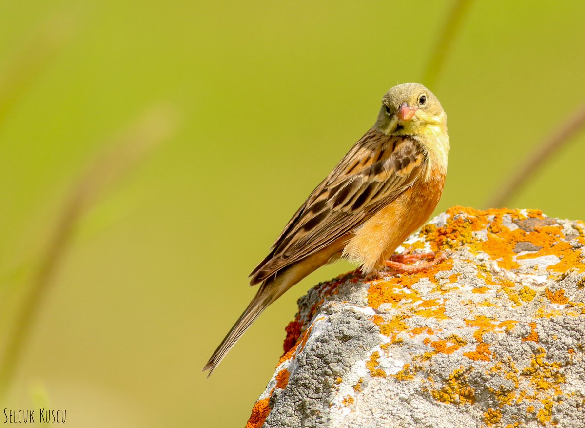 O kadar tatlı ki, takipçilerimden ricam varsa çocuklarına göstersin de yüzleri gülsün...🥰 

#kirazkuşu #selcuk_kuscu_birds #KahramanmaraşKuşları