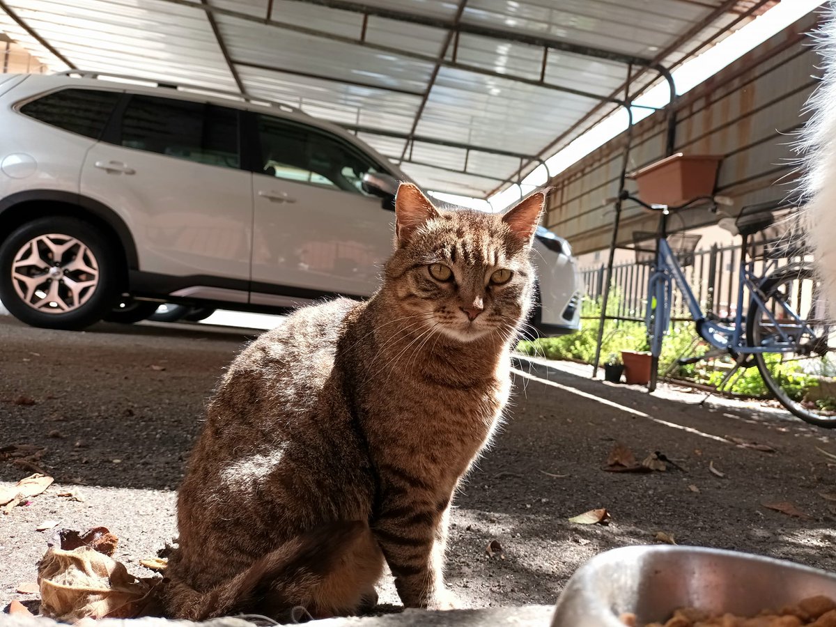 orbetellove's tweet photo. Street Cats by@orbetellove https://t.co/CvURi8Hd9l……………………………………………………………              #straycats #randagi #gattirandagi #cats #chats #errants #gatos #gatti #catoftheday #CatsOfTwitter https://t.co/qxl1CzgAGT