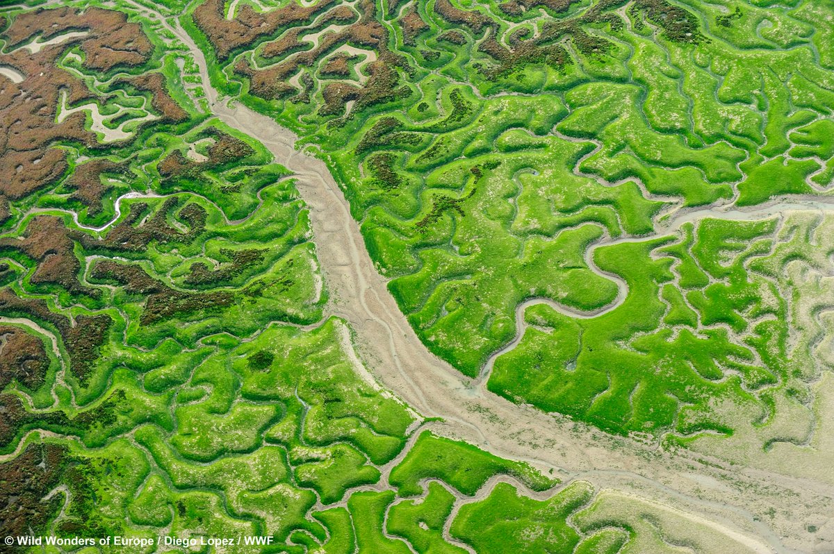 📢Call for contributions on a survey of ecological connectivity🌍Have you been involved in a conservation project involving ecological #connectivity anywhere in Europe? Help us learn from your experience✅Fill and share this questionnaire: buff.ly/3oDIwyW #HorizonEU