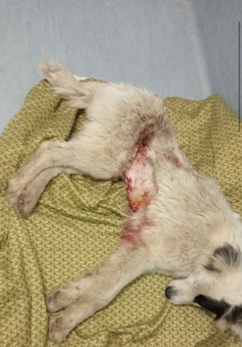 Ale6altrove's tweet photo. 🚨 URGENTE 🚨 Da oggi #7giugno in poi (il prima possibile) si cerca un passaggio da #Avellino a Telese Terme, dove una volontaria aspetta questa cagnolina operata dalla Asl ❤️‍🩹 Rimborso spese. Se disponibili solo whatsapp al 3388383843 🙏🏻 Info 👉 https://t.co/EbyfhjWzRH https://t.co/eP5oVzkhy7