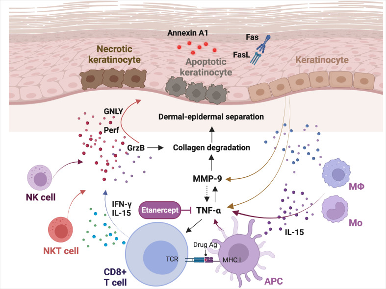 theJIDJournal's tweet photo. Read the June issue commentary on TNF-α blockade inhibits matrix metalloproteinase 9-mediated collagenase activity in Stevens Johnson syndrome and toxic epidermal necrolysis. https://t.co/AtMb0engBj #dermatology #dermtwitter https://t.co/6a6A3LKSv6