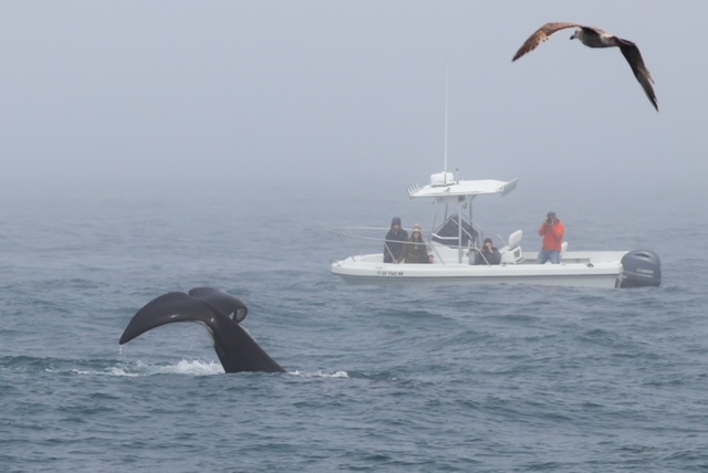 These #Orcas have blessed us with their presence the past month!  It's been a blast seeing all their activity just outside #MossLanding Harbor!  Come aboard &amp; get a glimpse!
#SeaGoddessWhaleWatch #seagoddesswhalewatching #Whalewatch #whalewatching #whalewatchingtours #montereybay