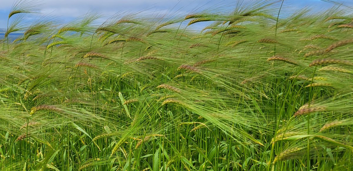 IntBarleyHub's tweet photo. Plans and preparations @jameshuttoninst are in place for @CerealsEvent next week. Please visit Stand 415 for barley plot walks, phenotyping app demos, @Bruichladdich and @LawBrewingCo tastings and more! #cereals2023 #seeitatcereals #betterbarley https://t.co/jvYc8eSO7W