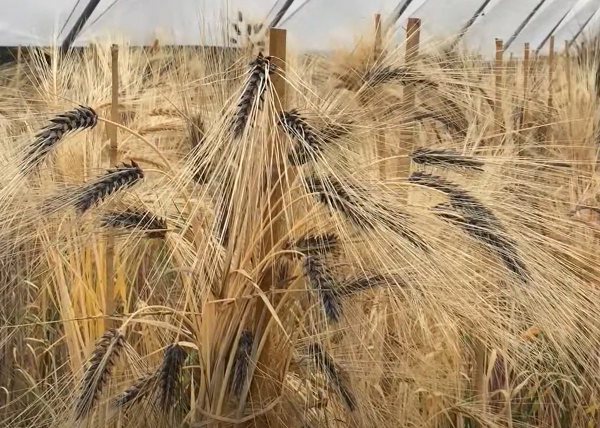 IntBarleyHub's tweet photo. Plans and preparations @jameshuttoninst are in place for @CerealsEvent next week. Please visit Stand 415 for barley plot walks, phenotyping app demos, @Bruichladdich and @LawBrewingCo tastings and more! #cereals2023 #seeitatcereals #betterbarley https://t.co/jvYc8eSO7W