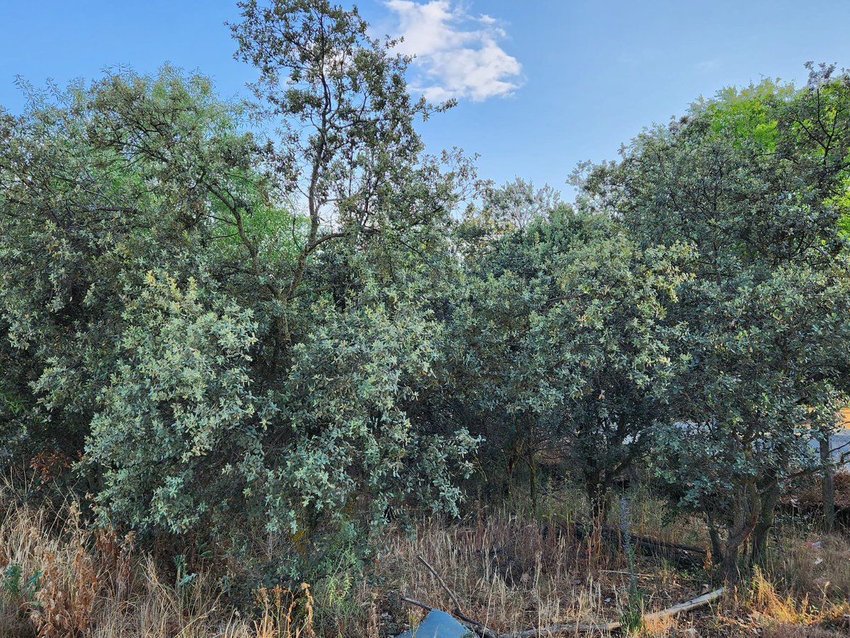 <a href="/arboles_magicos/">Los Árboles Mágicos ®️, (by Oscar Gaitan)</a> Esta encina centenaria y más encinas y árboles corren  serio peligro por la construcción de unas viviendas en San Sebastián de los Reyes. ¿Nos podéis dar RT por favor?