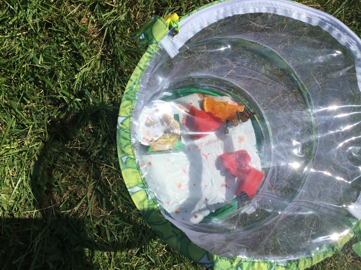 MissLSStewart's tweet photo. Room 3 enjoyed releasing their butterflies.@LawmuirPS https://t.co/mfHkgZFqD5