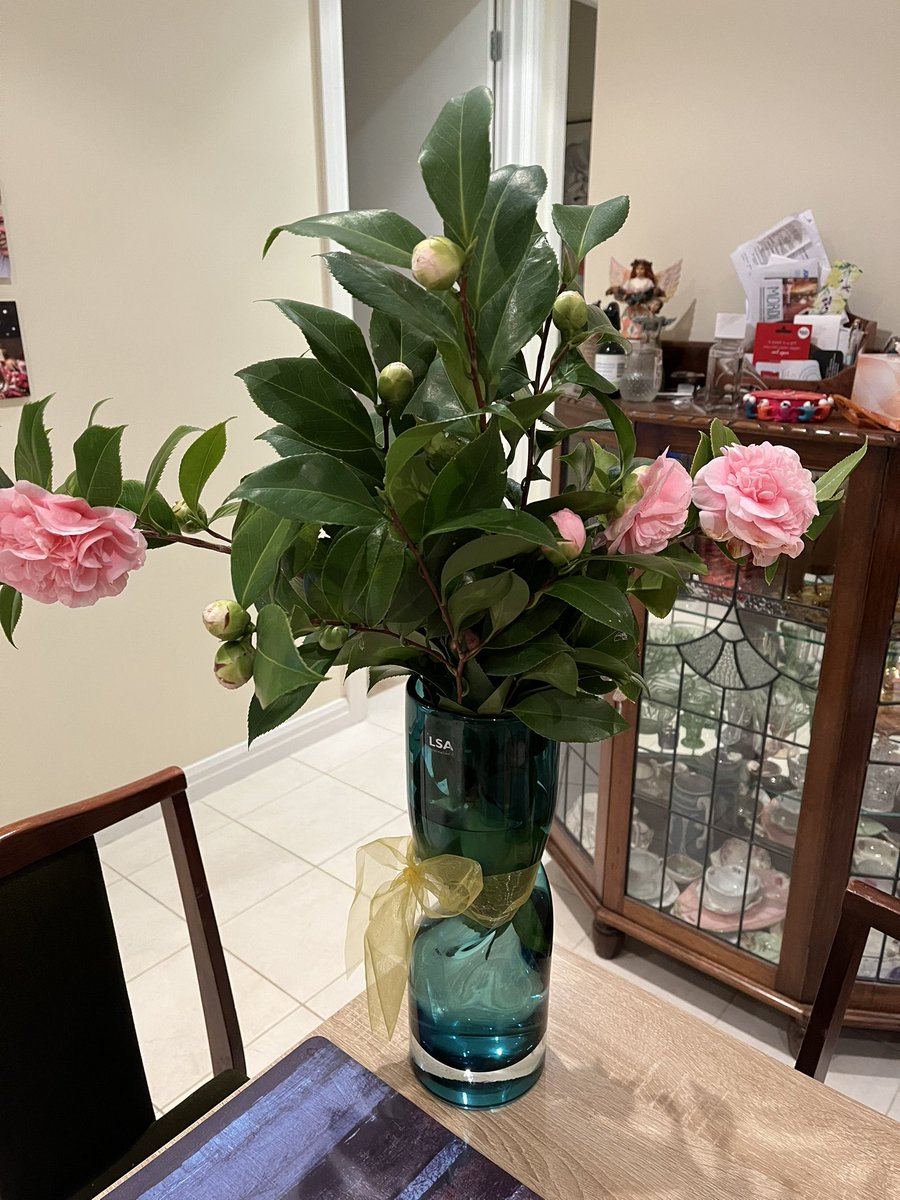 CasYates1's tweet photo. A friend of my late fatherโs came for lunch today and bought me these camellias from his garden. #prettycolour #lovecamellias #remindmeofmymum https://t.co/qAyDGLYIic