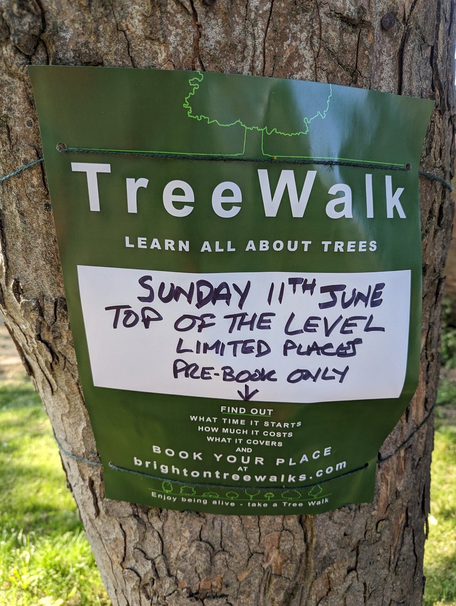 flash_mutt's tweet photo. Brighton's #TreeWalks this Sunday! Discover why #BrightonHove is home to the National Elm Collection. Appreciate the last great English Elms, learn to spot Dutch Elm Disease. Dive into the botany of these giants, their drinking habits & communication through the Wood Wide Web. Get tips on ID'ing trees, plus resources for deeper exploration. #LoveTrees #naturelovers