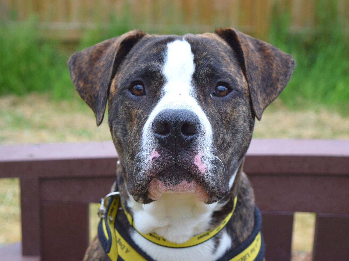 Pluto's beauty is out of this world 🚀🌟

This lovely boy is ready to find his perfect match, head to the website to read about him but be quick we think he will be popular!!

#AmericanBulldog #Adoption #rehoming #rescue #ineedahome #ADogIsForLife #dogoftheday #Dogstrust