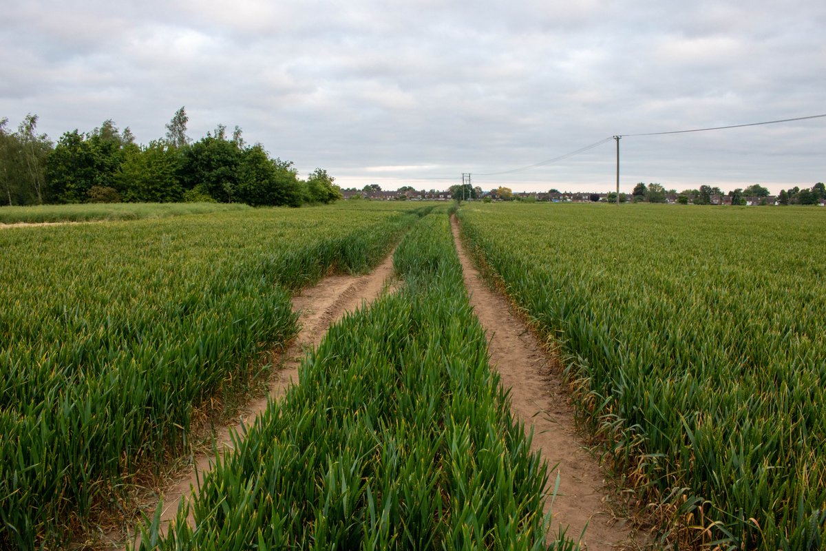 Our NEW PAPER is out in <a href="/RSocPublishing/">Royal Society Publishing</a> #ProcB!
You can read it here #OpenAccess doi.org/10.1098/rspb.2… <a href="/UK_CEH/">UK Centre for Ecology & Hydrology</a> <a href="/UKCEHPapers/">UKCEH Paper Alerts</a>
Invertebrates have declined between 1990 and 2019 in Great Britain, and declines are stronger in areas of intensive arable and horticultural farming. 🧵