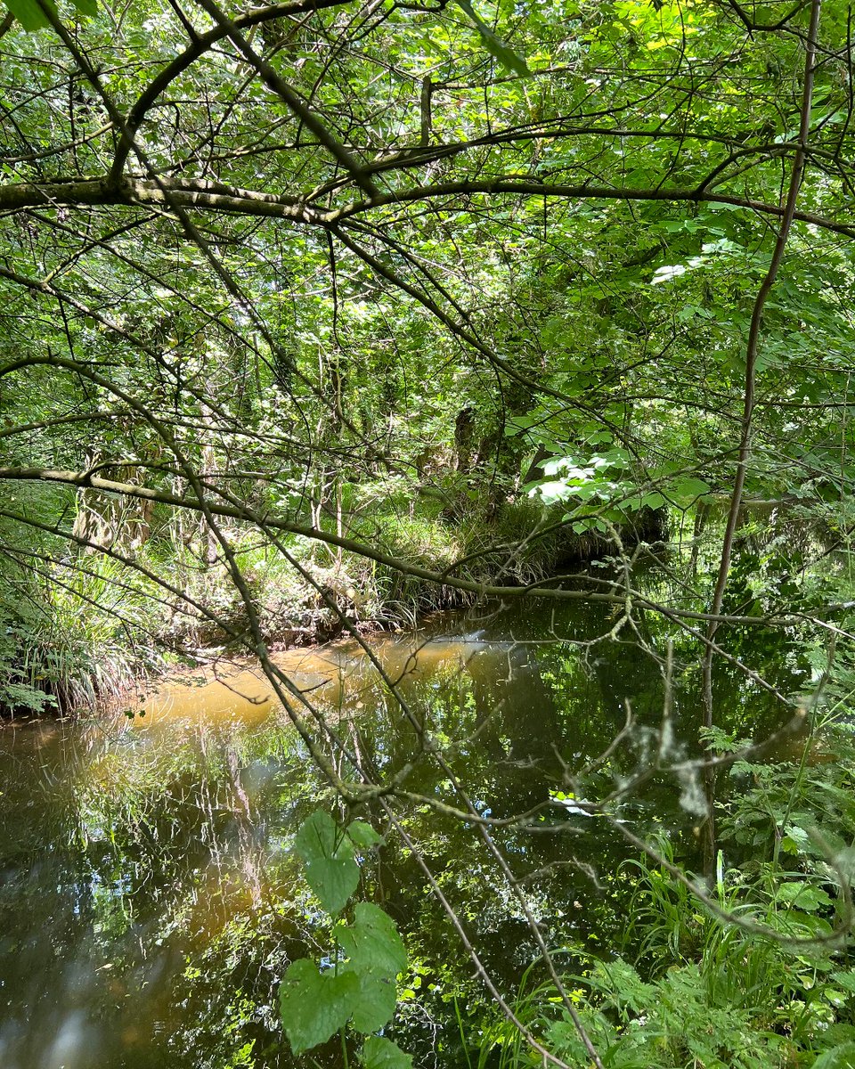 _AlisonGoodyear's tweet photo. Immersed in green on my walk at the Mill, where my studio is based, over the weekend #StudioattheMill #BromhamMill #TiltBrush #OpenBrush #AlisonGoodyear #VRdrawing #drawingspace #digitaldrawing #VRart #immersive #VRア #VR #Art #Abstractdrawing #contemporaryart #phygital #drawing https://t.co/2QjYIoMQcX