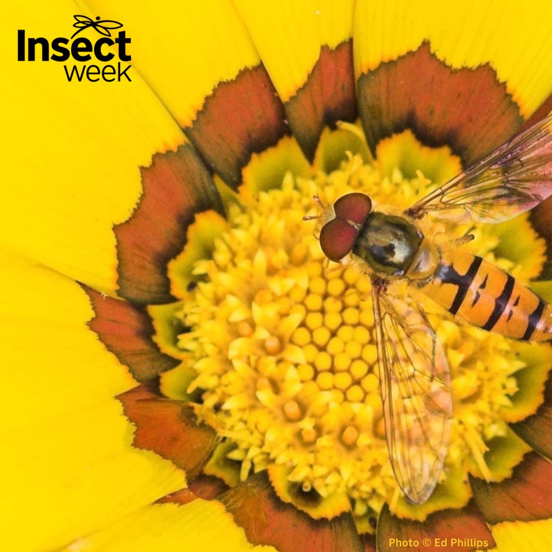 Only 2 weeks to go!

Are you planning an #event during 19-25 June for #InsectWeek23? 

Submit your event on our website! Visit the LinkTree in our bio or URL here: insectweek.org/events/event-s…

#Insects #Entomology #LittleThingsThatRunTheWorld @RoyEntSoc