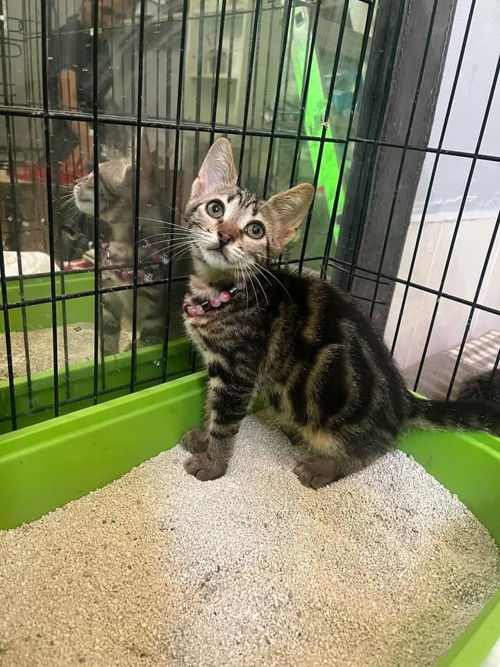 patiseverdoslar's tweet photo. 🐾YUVA ARANIYOR🐾
2 aylık bengal tekiri güzel kızımıza yuva arıyoruz. Anne sütü ile büyüdü. Sağlıklı ve canayakın bir bebek . 3 kız kardeşler, isterseniz bir kardeşiyle de sahiplenebilirsiniz. 
📍İZMİR
👉🏻 @patiligul

#ücretsizsahiplendirme #kediseverler #kediaşkı #kedicikler #yuvaol #yuvaolhayatkurtar #yuvaolalım #sahiplen #satinalmasahiplen #ücretsizsahiplen #kedisahiplendirme