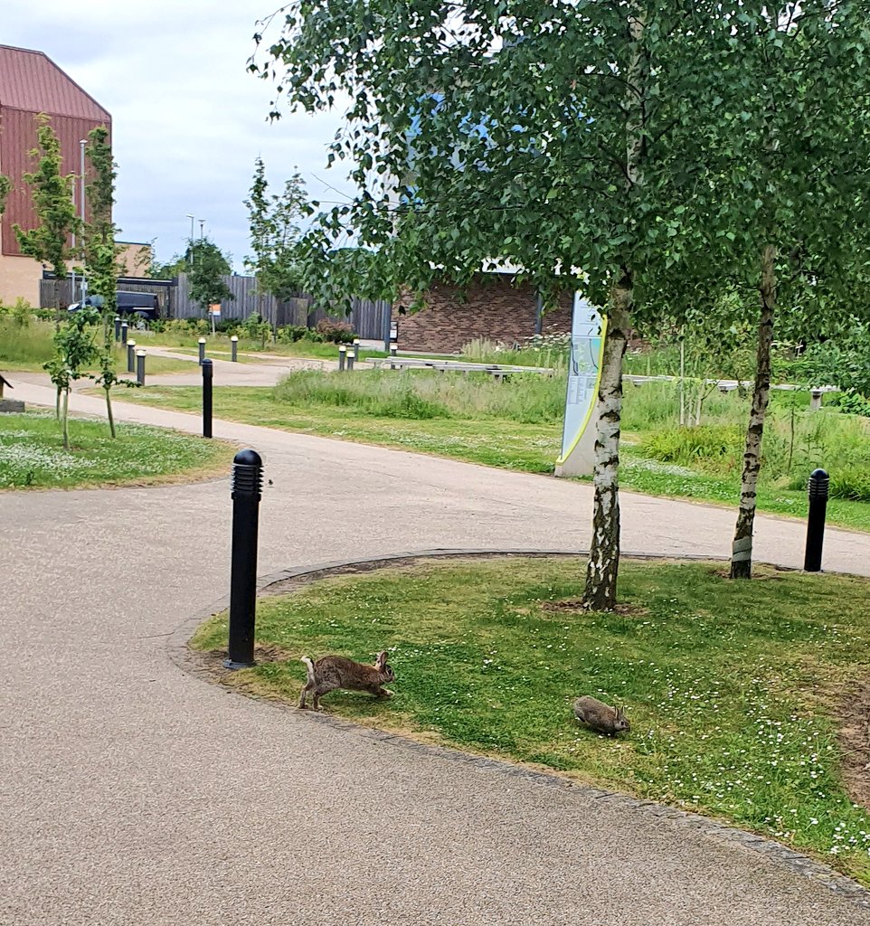 My beautiful little friends for the day 🦢 🐰
@UniOfYork #signets #Springwatch