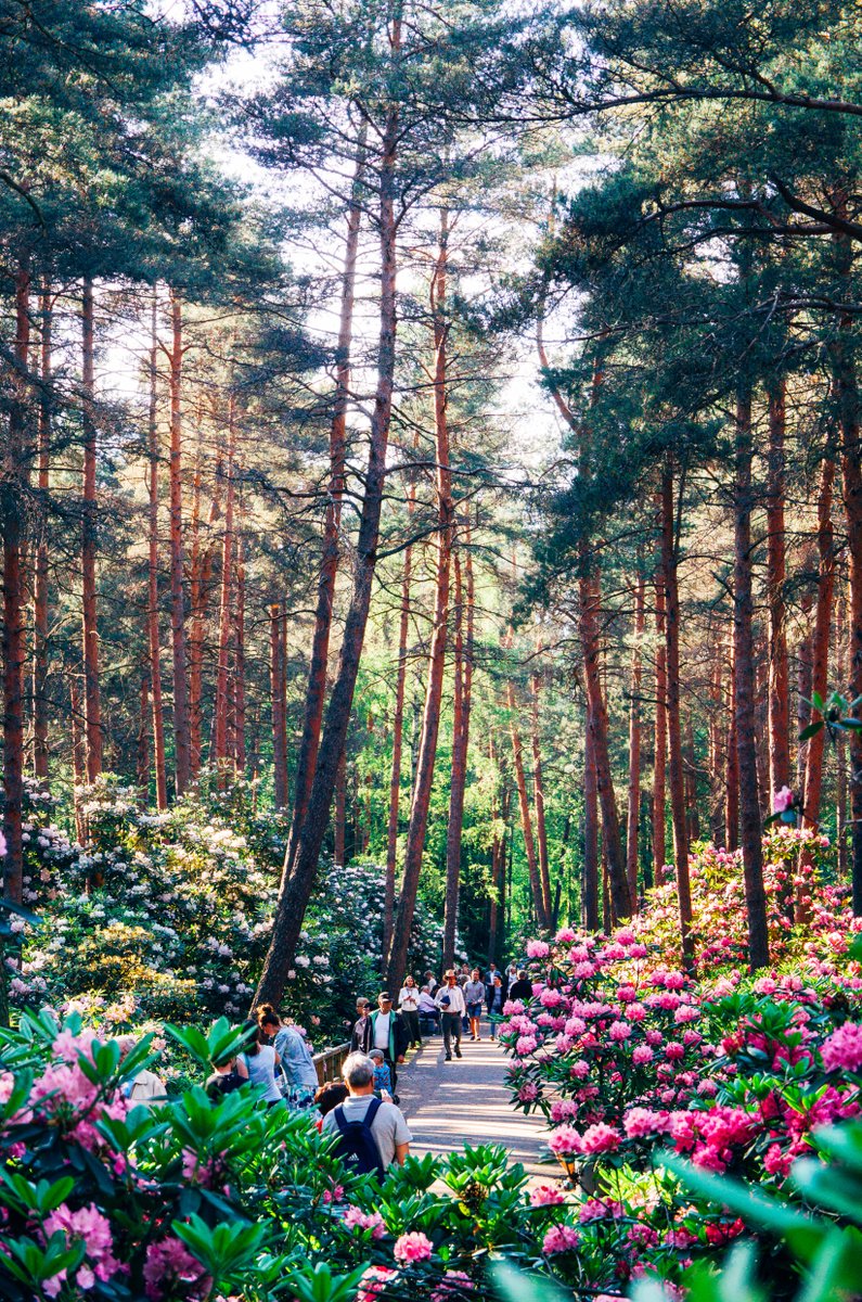 Rhododendron Park in Haaga is a true gem that deserves to be seen by all visitors to #Helsinki when the plants are in bloom. If you haven’t been yet, now is the time to go! 🌺🌺🌺 #visithelsinki #finland rb.gy/eeoga 📷 Jussi Hellsten