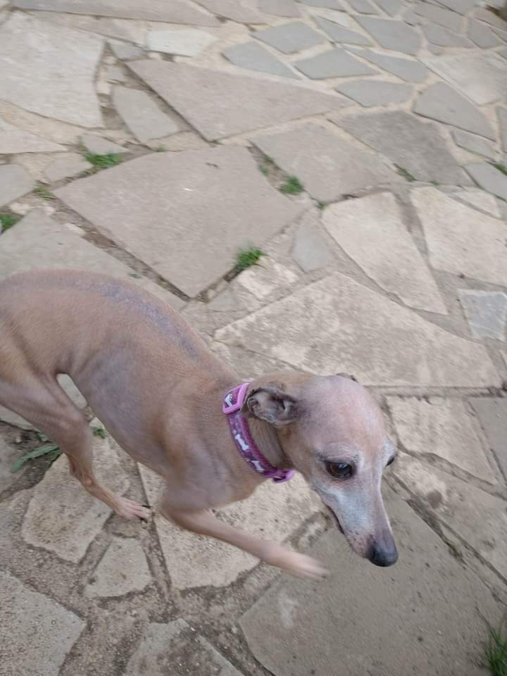 Minnie mouse is just a beautiful soul,she has a lot of furloss, horrendous teeth,and has been bred from a lot,her eyesight is not great,she has been to the vets for treatment and we are taking things slowly with her,but a big happy but she loves her foster mummy,growls at others