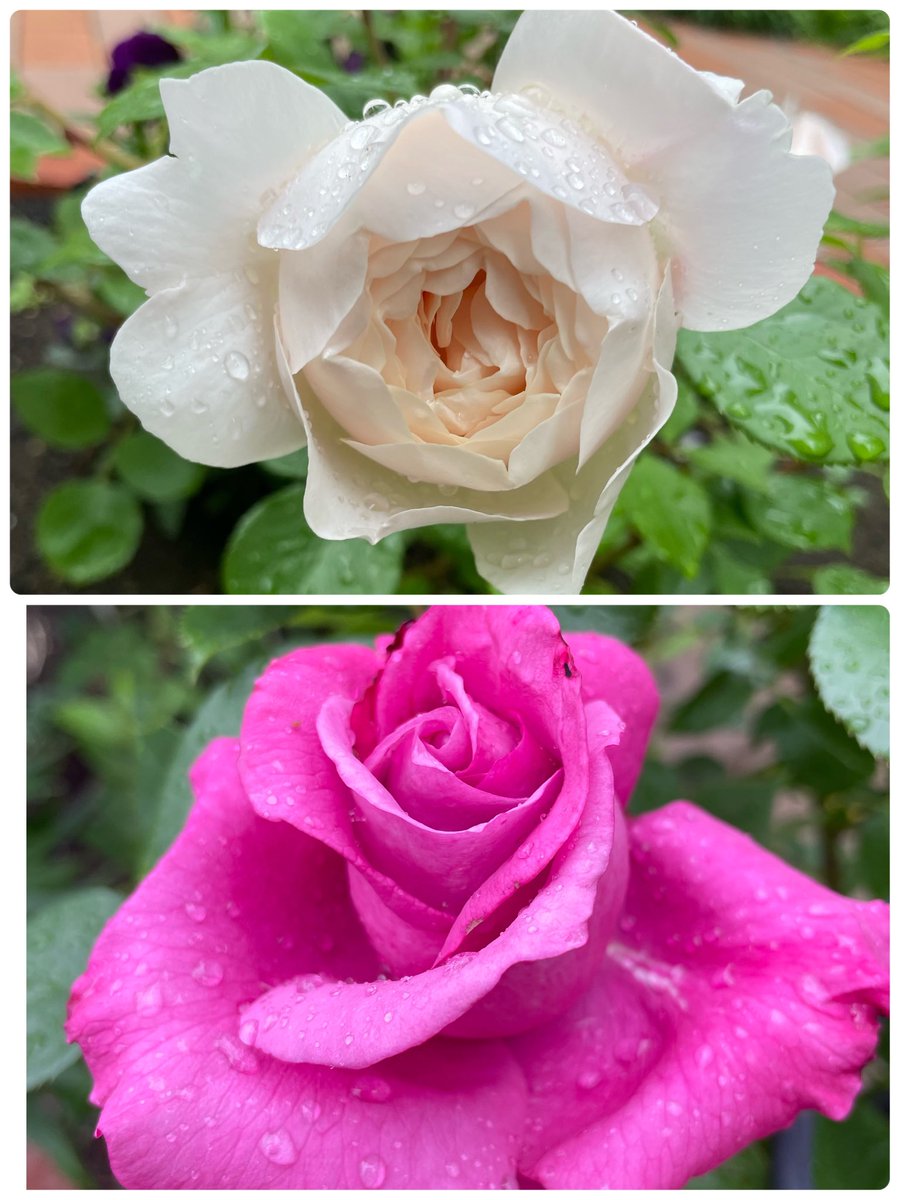 いちにち雨☔️
イングリッシュのデスデモーナ開花
うっすらピンクがかった透き通る花弁が魅力✨
下は夫のブルーパフューム🌹