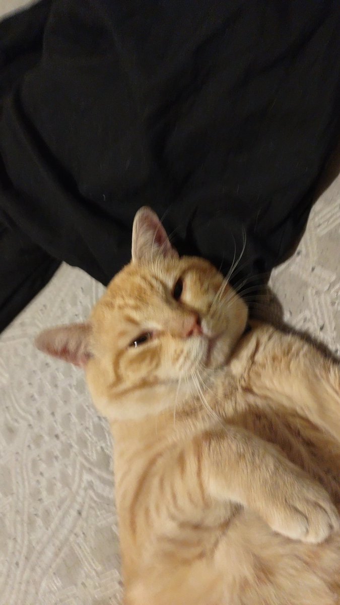 A_random_guy622's tweet photo. Funny cat https://t.co/lE9iXayhuy