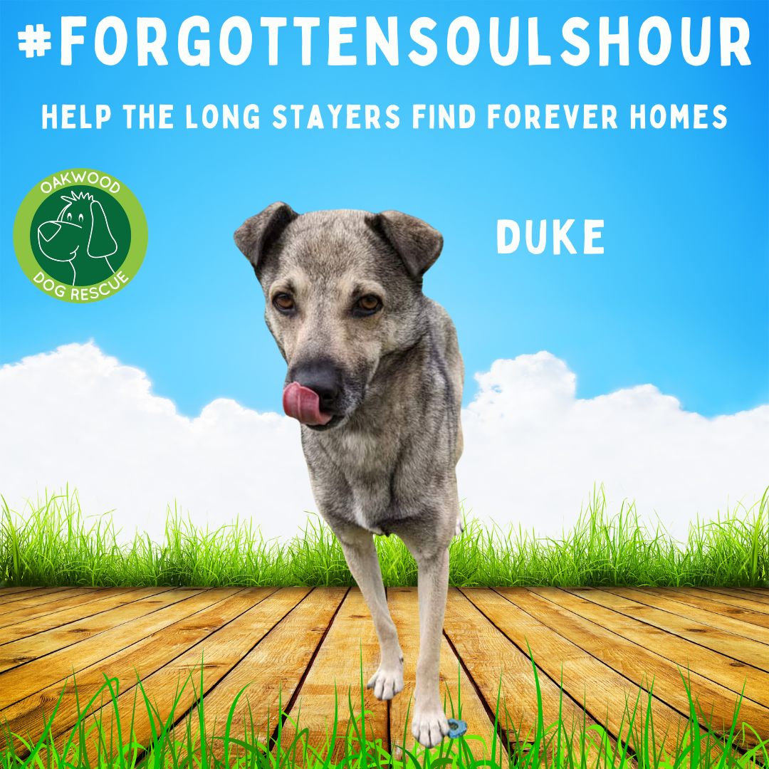 #forgottensoulshour every Thursday, dedicated to helping rescue/shelter animals who have been waiting for a home for more than a year. 
Every Thursday at 9pm UK time 💚
All are welcome &amp; every tweet/RT helps! @adoptrescuecats
 #rehomehour #dogsoftwitter #rescuedog #adoptdontshop