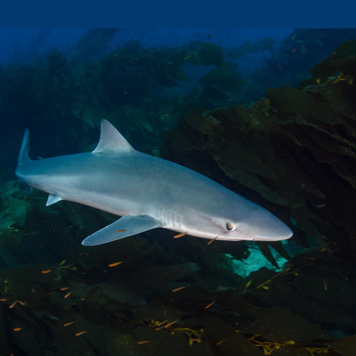 @Sussex_ifca officers were given a tag that had been attached to a Tope Shark.
It was tagged as part of the Cooperative Shark Tagging Program ran by <a href="/NOAAFisheries/">NOAA Fisheries</a>  in 1998 &amp; recaptured 25yrs later off Selsey. The data is used shaping data of shark migration and distribution.