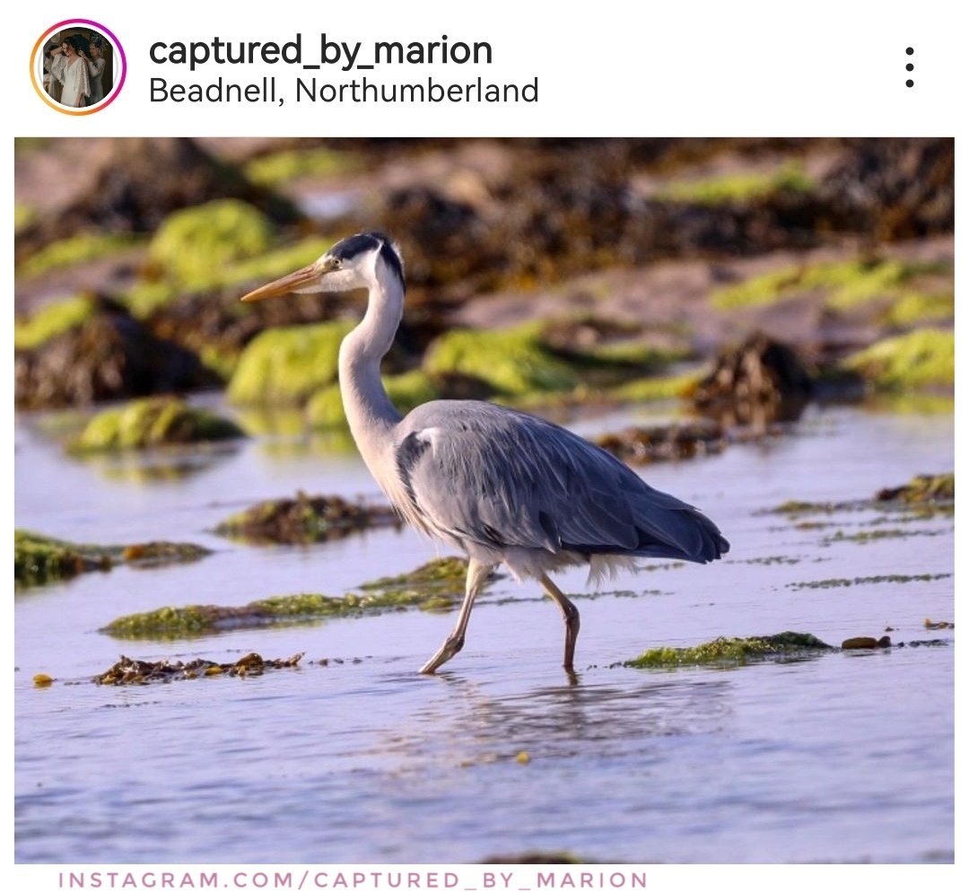 Heron 
📍 Beadnell, Northumberland