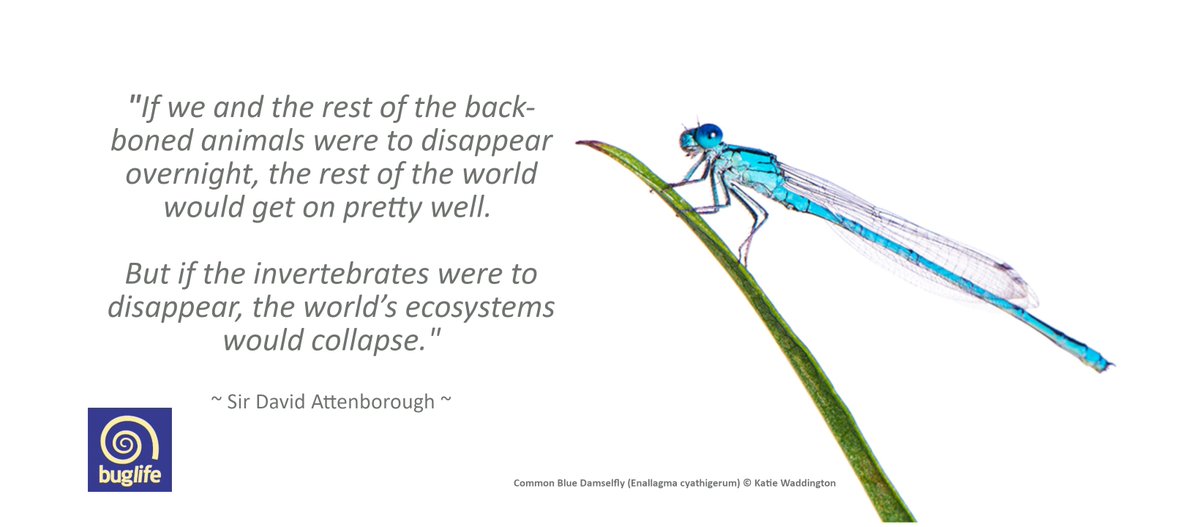 How worried should we be about #InsectDecline in the UK? MPs to quiz expert scientists on latest evidence

🐝Today sees us welcoming the first session of the Insect decline &amp; UK food security inquiry at the Palace of Westminster.
👇
committees.parliament.uk/event/18023/fo…

🧵/1 #BugsMatter